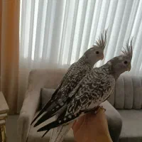 عروس هلندی|پرنده|قم, شهرک فاطمیه|دیوار