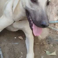 سگ سرابی