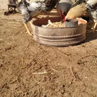 پنج خروس چاق و بزرگ|حیوانات مزرعه|سراب, |دیوار