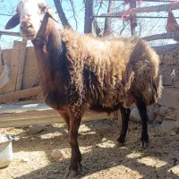 قوچ هترو درجه یک بهترین برای اصلاح نژاد