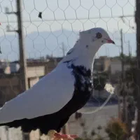 کفتر دمی|پرنده|مرودشت, ژیان|دیوار