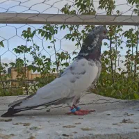 کبوتر کله دم سبز