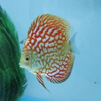 ماهی دیسکس|ماهی|تهران, تهرانسر مرکزی|دیوار