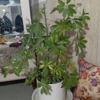 گل شفلر