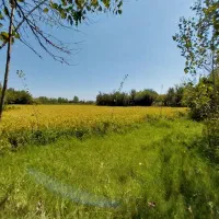 فروش۳هکتار/زمین شالیزار کشاورزی/یه تیکه/مرغوب/شفت