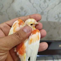 قناری سوخته سرخ موزاییکی