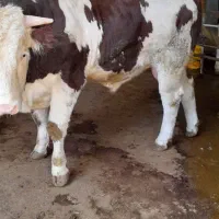 گوساله نر سیمینتال فول گوشت|حیوانات مزرعه|دینور, |دیوار