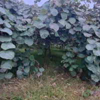 باغ-کیوی-به-مساحت-4374-متر-مربع-واقع-در-شهر-لیسار