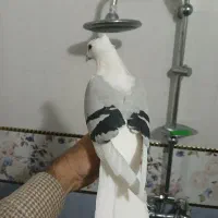 نرپشت آبی مست مست به شرط زدخوردی۱۰به۱۱ کمیاب