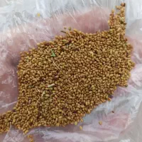 بذر یونجه محلی پایه بلند تصمینی