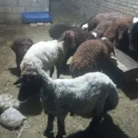 بره پا پروار سبک سبک