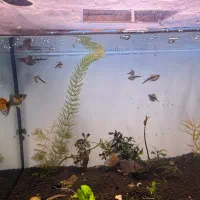 ماهی گیاهخوار|ماهی|تهران, شیوا|دیوار