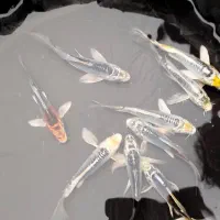 ماهی کوی آکواریومی|ماهی|شهرکرد, |دیوار