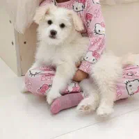 نژاد شیتزو تریر ۶ماهه