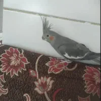 عروس هلندی