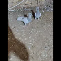 نرماده اقو
