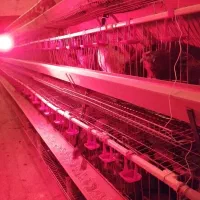 تخم مرغ محلی