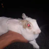 خرگوش 3 عدد