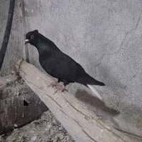 سیاه دم سفید