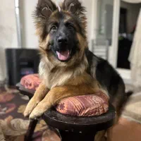 ژرمن شپرد شولاین