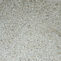 فروش لوبیا سفید