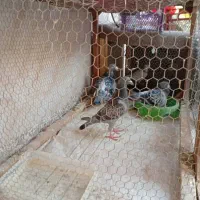 کفتر|پرنده|اردکان, |دیوار