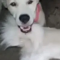 افغانی شکاری