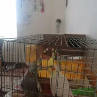 عروس هلندی دونه ای 500