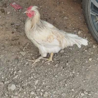 فروش خروس و مرغ بومی