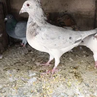 نره سار آلمانی