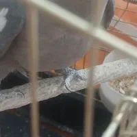 عروس هلندی|پرنده|قم, کلهری|دیوار