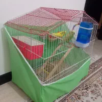 مرغ عشق سالم و سرحال|پرنده|هشتگرد, شهرک گلها|دیوار