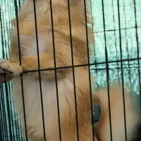 سگ پامر روباهی سایز صفر|سگ|فسا, |دیوار