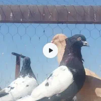 دو عدد ماده سینه|پرنده|شیراز, شهرک مطهری|دیوار