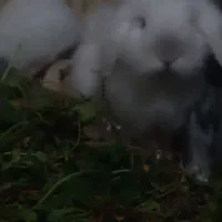 بچه خرگوشهای لوپ بازیگوش|موش و خرگوش|یزد, |دیوار