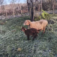 گوسفند بره ماده