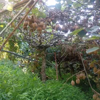 کیوی ریز و دوقولو سوخته