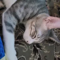 گربه نر سه ماهه