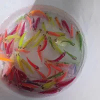 کالر پلاتی زبرا آنجل|ماهی|پاکدشت, پاکدشت (مامازند)|دیوار