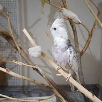 جفت عروس لوتینو و البینو|پرنده|رامشیر, |دیوار