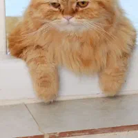 گربه پرشین|گربه|تربت‌حیدریه, شهرک ولیعصر|دیوار