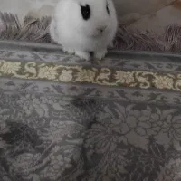 خرگوش ۷ ماهه|موش و خرگوش|قرچک, میرزائی جنوبی|دیوار