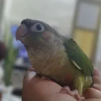 طوطی گرینیچک|پرنده|اهواز, کوی علوی|دیوار