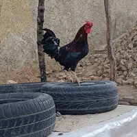 خروس گلین و کوردی|حیوانات مزرعه|چرداول, |دیوار