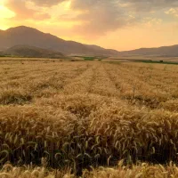 گندم آبی فرانسوی