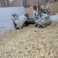 برهما بلو متلد و بلو لایت