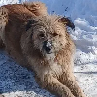 سگ‌حرف‌گوش‌کن|سگ|هشترود, |دیوار