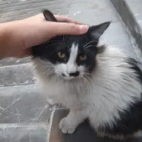 واگذاری گربه رایگان|گربه|تهران, سلسبیل شمالی|دیوار