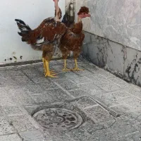 خروس و مرغ طاقچه