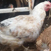 خروس پاکوتاه|حیوانات مزرعه|ریگ, |دیوار